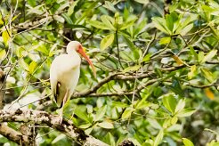 Corocoro blanco (Ibis blanc)_231213_5674-2 null