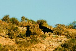 ibis_chauve_12-2 null
