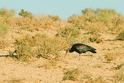 ibis_chauve_17-2 null