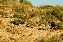 ibis_chauve_20-2 null