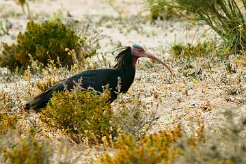ibis_chauve_21-2 null