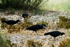 ibis_chauve_22-2 null