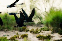 ibis_chauve_23-2 null