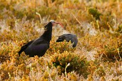 ibis_chauve_25-2 null