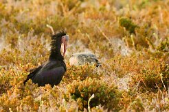 ibis_chauve_26-2 null