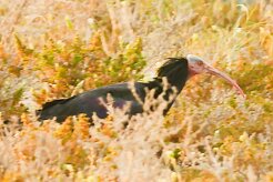 ibis_chauve_27-2 null