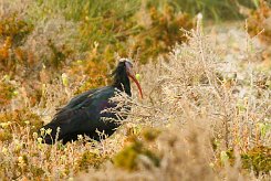 ibis_chauve_28-2 null