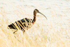 Glossy ibis ( Ibis falcinelle)_7D2_1049 null