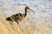 Glossy ibis ( Ibis falcinelle) Chobe River