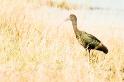 Glossy ibis ( Ibis falcinelle)_7D2_1054 null
