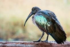 Glossy ibis (Ibis Falcinelle)_x737A3572-2 null
