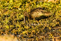 Glossy ibis (Ibis falcinelle)_x737A3432-2 null