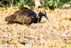 Glossy ibis (Ibis falcinelle)_x737A3442-2 null