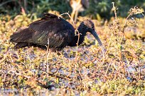 Glossy ibis (Ibis falcinelle) Glossy ibis (Ibis falcinelle)