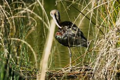ibis_falcinelle_04-2 null