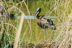 ibis_falcinelle_06-2 null