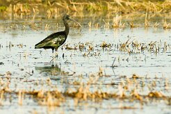 ibis_falcinelle_07-2 null