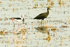 ibis_falcinelle_09-2 null