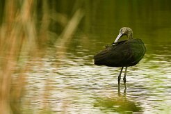ibis_falcinelle_10-2 null