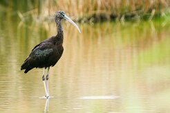 ibis_falcinelle_11-2 null