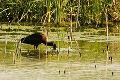 ibis_falcinelle_13-2 null
