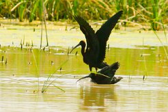 ibis_falcinelle_14-2 null
