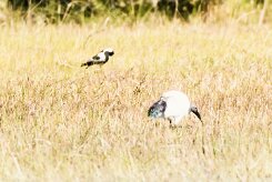 African Sacred Ibis (Ibis sacré)_x737A4105-2 null