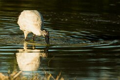 African Sacred Ibis (Ibis sacré)_x737A4605-2 null