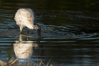 African Sacred Ibis (Ibis sacré) African Sacred Ibis (Ibis sacré)