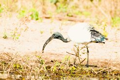African sacred Ibis (Ibis sacré)_7D2_0514 null