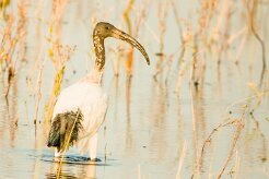 African sacred Ibis (Ibis sacré)_7D2_0648 null
