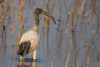 African sacred Ibis (Ibis sacré) Chobe River