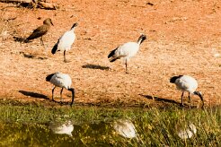 Sacred Ibiis (Ibis sacré)_x737A5847-2 null