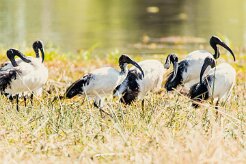 Sacred ibis (Ibis sacré)_x737A4848-2 null