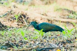 Ibis verde (Ibis vert)_231212_5330-2 null