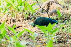 Ibis verde (Ibis vert)_231212_5332-2 null