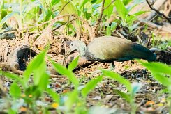 Ibis verde (Ibis vert)_231212_5336-2 null