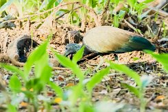 Ibis verde (Ibis vert)_231212_5337-2 null