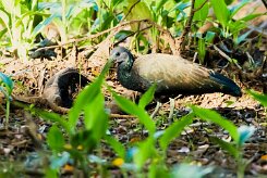 Ibis verde (Ibis vert)_231212_5338-2 null