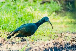 Ibis verde (Ibis vert)_231212_5339-2 null