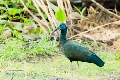 Ibis verde (Ibis vert)_231212_5341-2 null