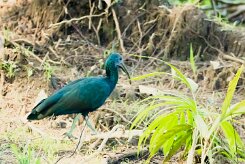 Ibis verde (Ibis vert)_231212_5342-2 null