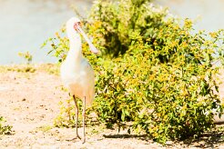 African Spoonbill (Spatule d'Afrique)_737A2709-2 null