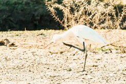 African Spoonbill (Spatule d'Afrique)_737A2794-2 null