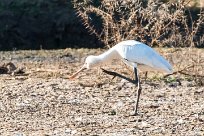 African Spoonbill (Spatule d'Afrique) Du côté d'Omaruru