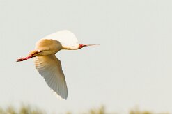 African Spoonbill (Spatule d'Afrique)_737A2940-2 null