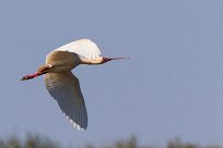 African Spoonbill (Spatule d'Afrique) Du côté d'Omaruru