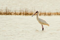 African Spoonbill (Spatule d'Afrique)_7D2_0397 null