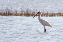 African Spoonbill (Spatule d'Afrique) Nata