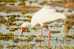 African Spoonbill (Spatule d'Afrique)_7D2_0822 null